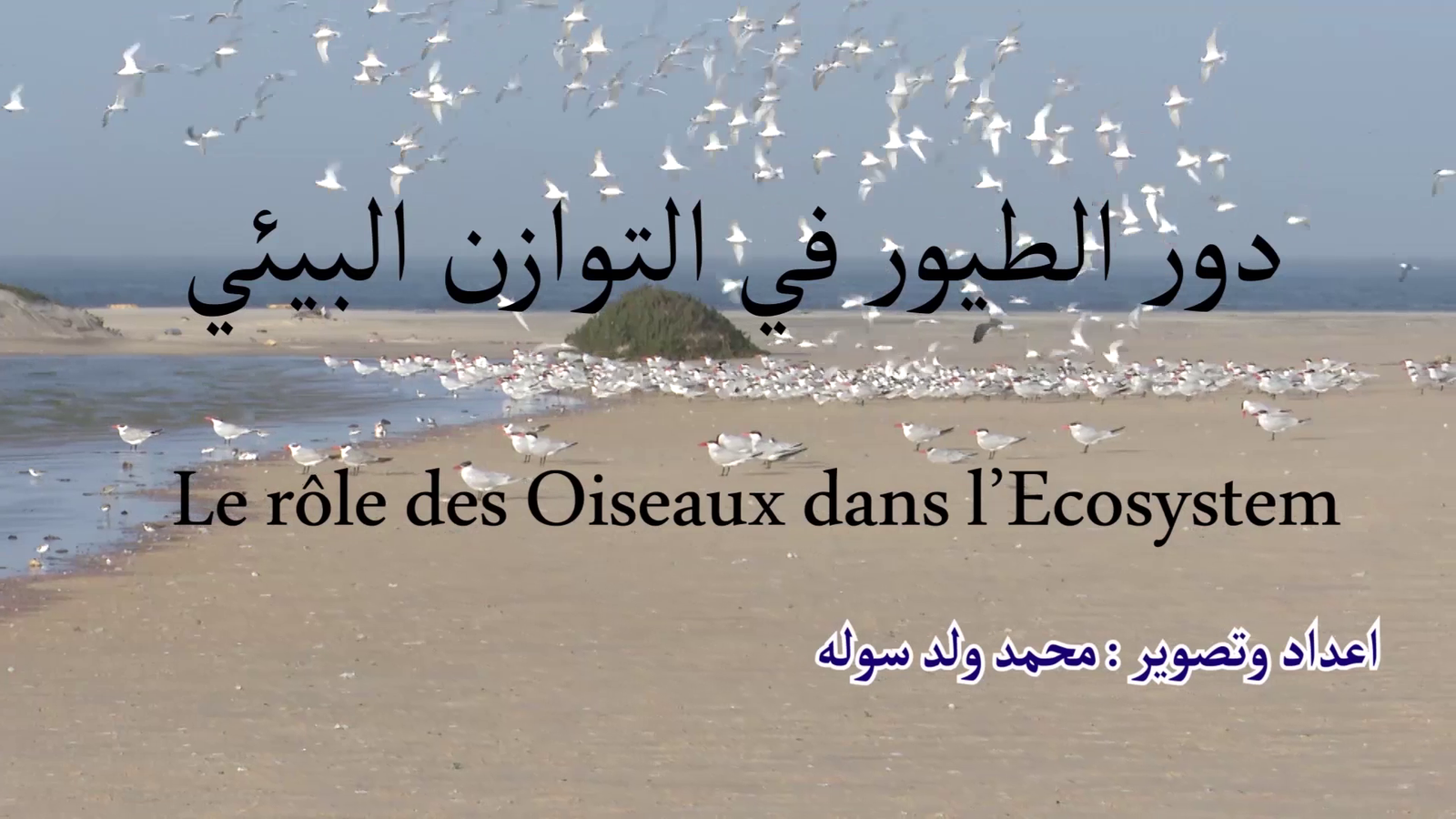 تقرير هام يغير النظرة التقليدية عن الطيور البحرية