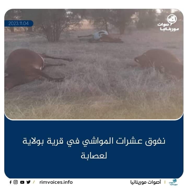 نفوق عشرات المواشي بقرية في ولاية العصابة