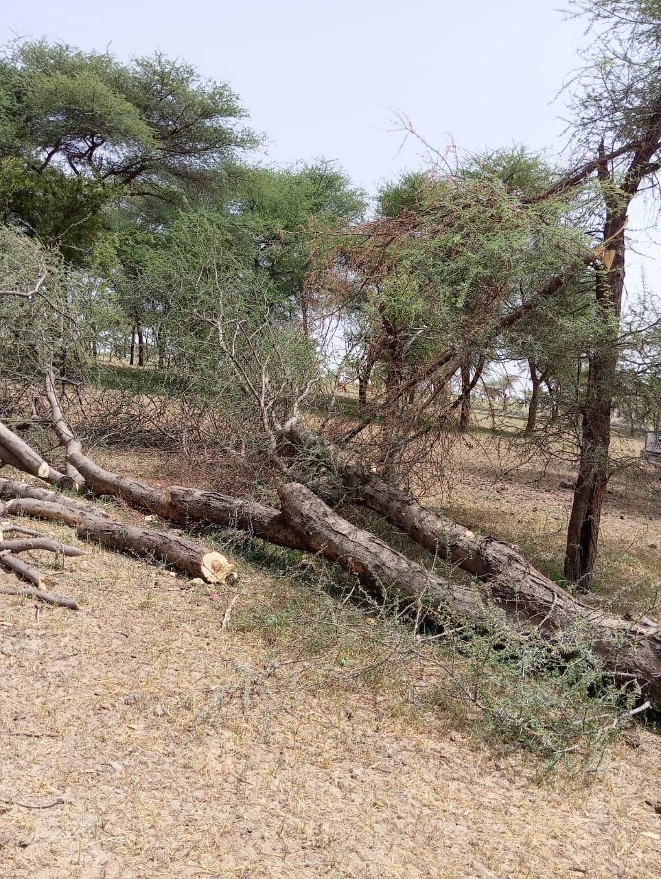 فوضى بيئية مستمرة في ولاية لعصابة رغم حظر الفحم