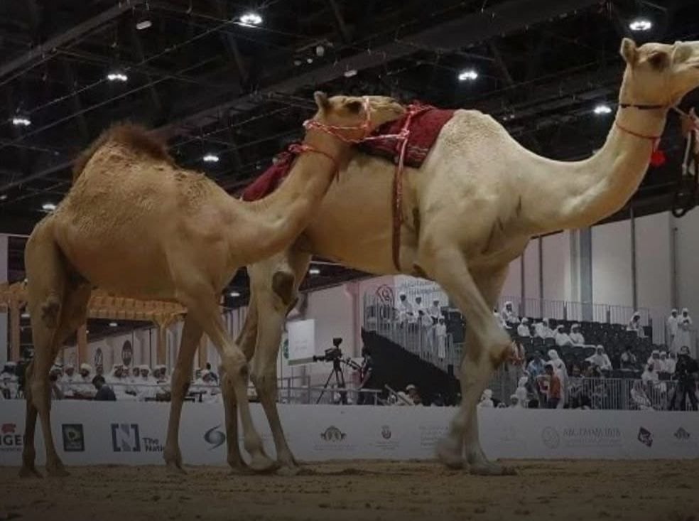 الإمارات تهدي موريتانيا عشرة فحول من الإبل دعماً لتحسين السلالات وتطوير الثروة الحيوانية