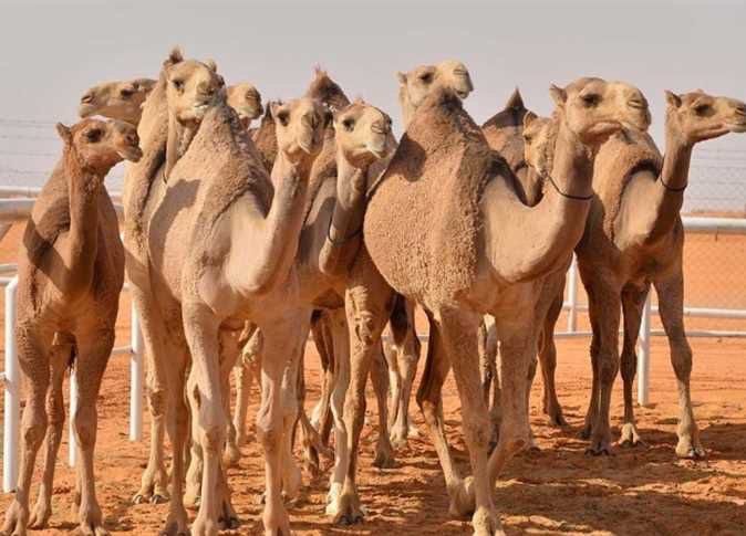 اكتشاف إصابات واسعة بحمى الوادي المتصدع في إبل قادمة من بوتلميت
