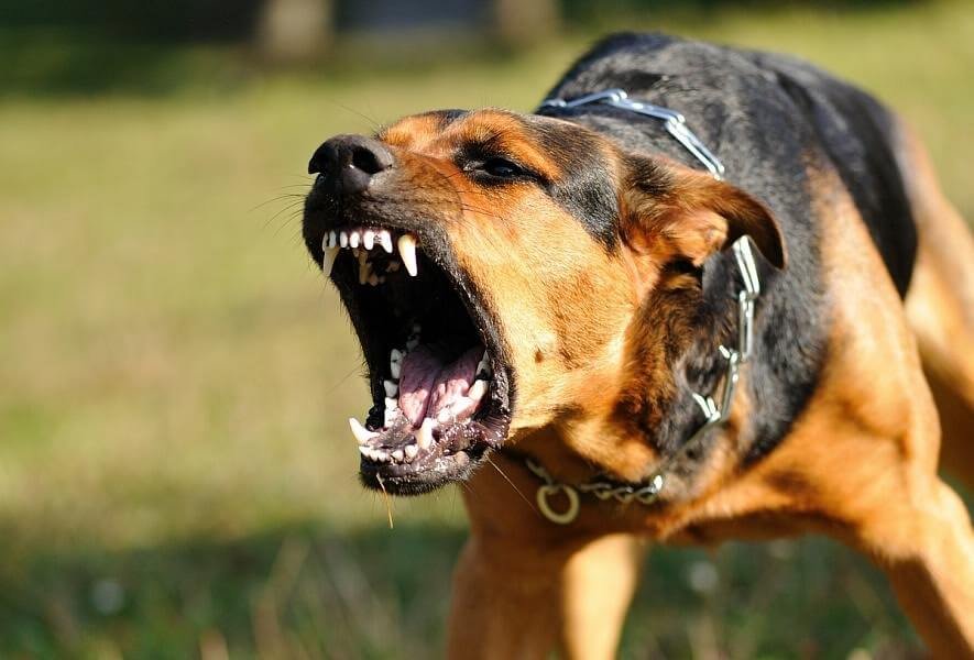 عشرات المصابين بعضات كلاب مسعورة يتوافدون على «طب إيطاليا»